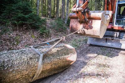 Baltmannsweiler: Feuerwehrabteilung holt Maibaum aus dem Wald